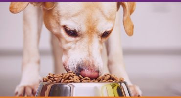 Voedselallergie bij honden, herkenbaar?