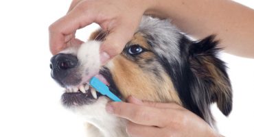 Poets jij de tanden van je hond?