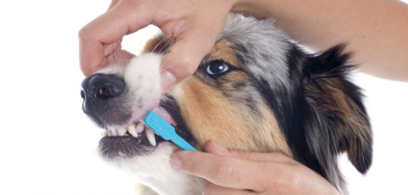 Poets jij de tanden van je hond?