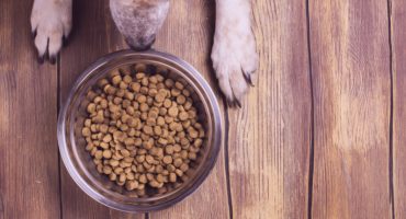 Welke voeding heeft mijn hond nodig?